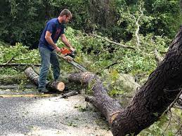 How Our Tree Care Process Works  in  Titusville, FL