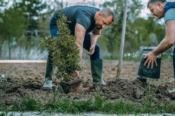 Professional Tree Removal in Titusville, FL